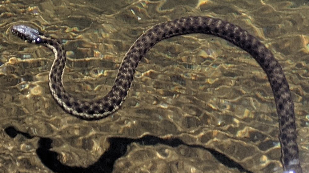 Can Snakes Swim? - Learn About Nature